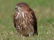 Juvenile Sharp-shinned Hawk