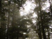 Olympic National Park