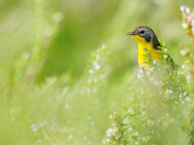 Patuxent Research Refuge