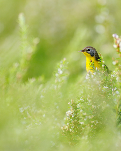 Patuxent Research Refuge