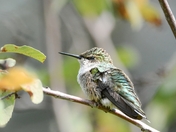 Ruby-Throated Hummingbird