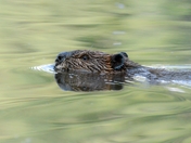 Beaver swimming