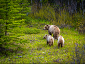 Mama bear and cubs, Hwy 40 Kananaskis