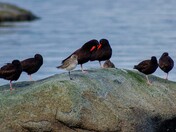 Black Oyster Catchers