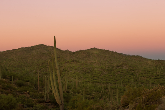 Saguaro National Park West