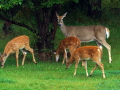 Whitetail Doe and 3 Fawns