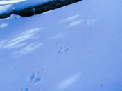 Angeles National Forest