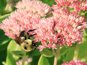Late Summer and the Bees Are Busy (2)