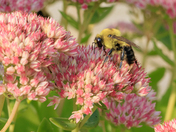 Late Summer and the Bees Are Busy (1)