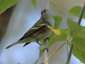  A Ruby Crowned Kinglet