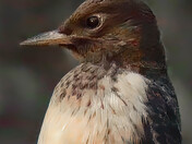 Red-headed Woodpecker