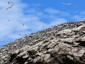 Birds Galore!