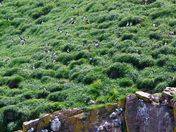 Puffin Heaven