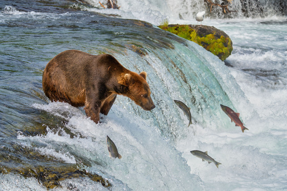 Katmai National Park and Preserve