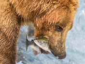 Katmai National Park and Preserve