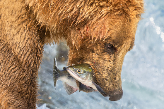 Katmai National Park and Preserve