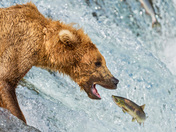 Katmai National Park and Preserve