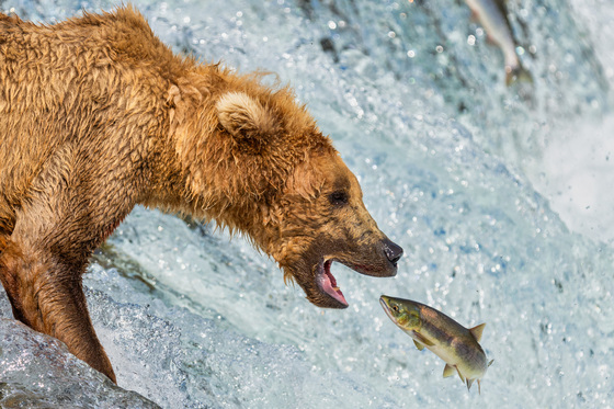 Katmai National Park and Preserve