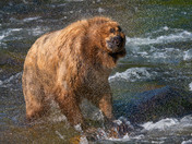 Katmai National Park and Preserve