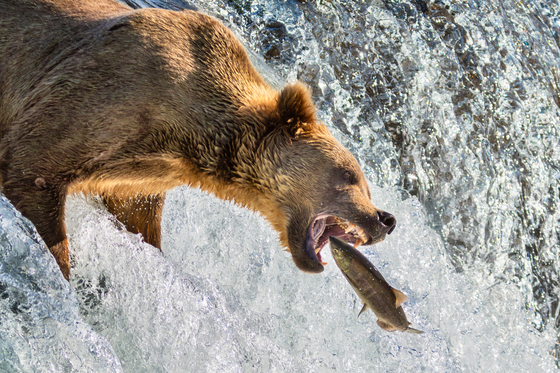 Katmai National Park and Preserve
