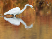 Great Egret