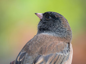 Portrait of the Dark-eyed Junco