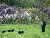 School is in for these Black Bear Triplets!