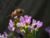 Wildflower and Bee