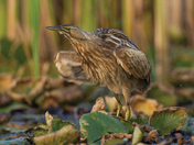 American bittern 