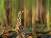 American bittern 