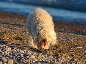 Port Bruce beach walker
