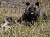 Bridger-Teton National Forest, Wyoming