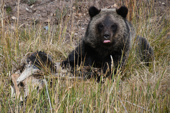 Bridger-Teton National Forest, Wyoming