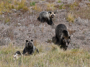 Bridger-Teton National Forest, Wyoming, Togwotee