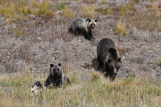 Bridger-Teton National Forest, Wyoming, Togwotee