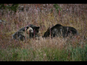 Bridger-Teton National Forest, Wyoming, Togwotee