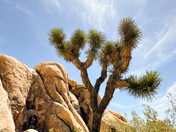  Joshua Tree