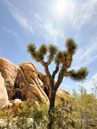  Joshua Tree