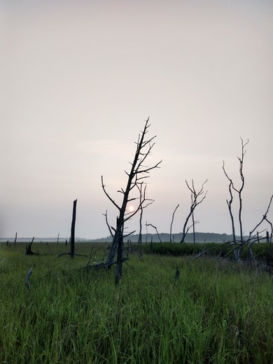 Cape May NWR