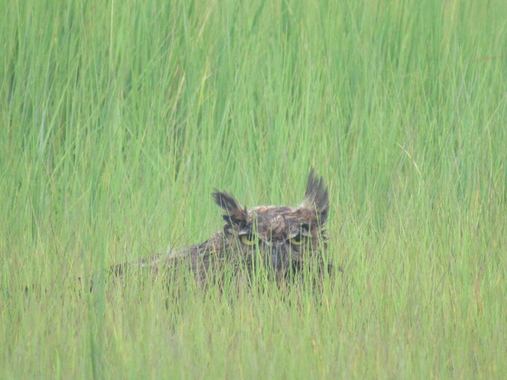 Forsythe NWR