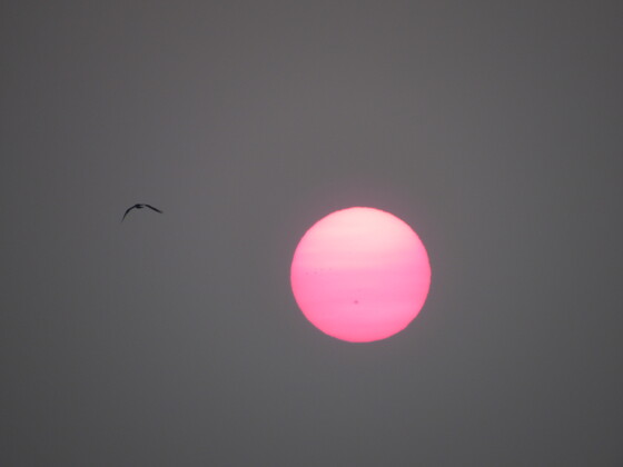 Forsythe NWR