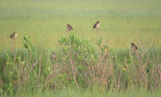 Forsythe NWR