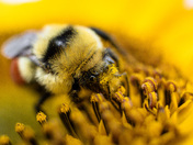 Bumblebee 