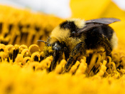 Bumblebee 