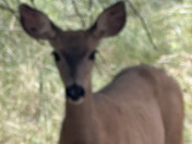 Sequoia National Forest 
