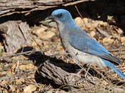 Big Bend National Park