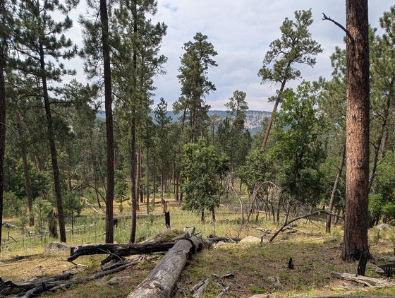 Devil's Tower 