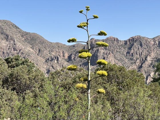 Big Bend