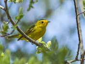 Wilson's Warbler
