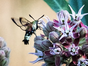 Hummingbird Moth